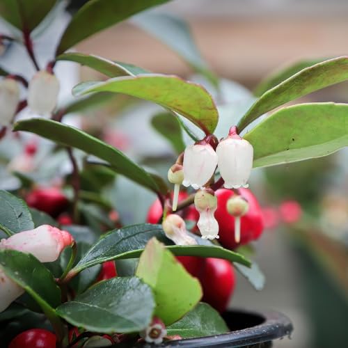 Gaultheria Cherry Live Plant, 4-7" Teaberry Plants - Image 4