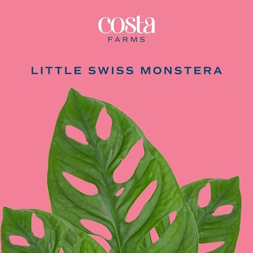 Costa Farms Monstera, Live Indoor Plant, Tropical Plant, Home Decor - Image 3