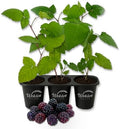 Kiowa BlackBerry Plant - 3 Live Starter Plants - Rubus - Edible Fruit Bearing Bush for Patio and Garden by WekivaFoliage