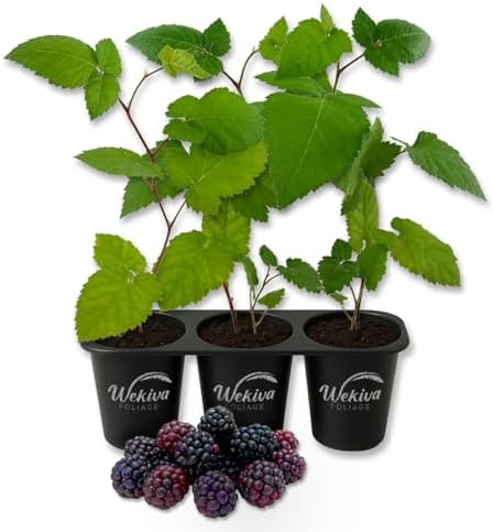 Kiowa BlackBerry Plant - 3 Live Starter Plants - Rubus - Edible Fruit Bearing Bush for Patio and Garden by WekivaFoliage