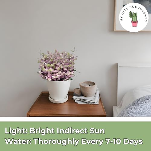 Live Succulents 4.5 Inch Pink Lady Callisia Repens with Hanging Basket - Turtle Vine Succulents Plants Live - Fully Rooted Easy to Grow Houseplants for Home Office Wedding Decor & Gift - Image 5
