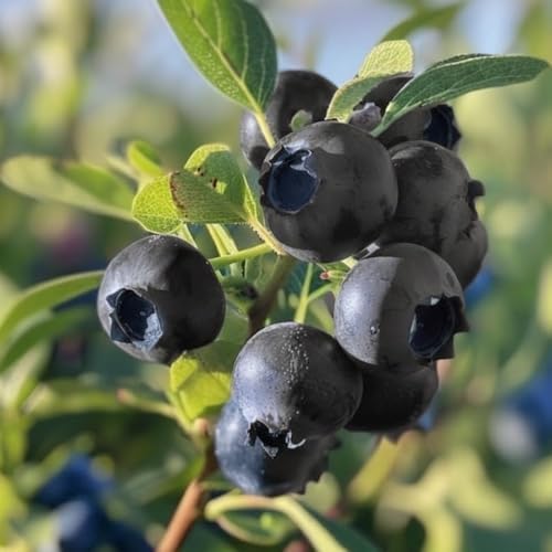 2 Black Huckleberry Bushes Live Plants, Cold Hardy Berry, 4 Inch Pot - Image 6