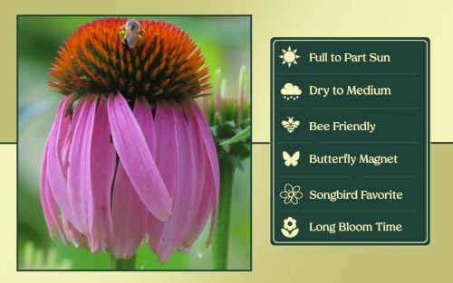 6 Purple Coneflower (Echinacea purpurea) Outdoor Native Plant Plugs in Individual pots, Direct from Grower, no neonicotinoids, Supports pollinators - Image 4