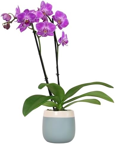 Premium Purple Live Orchid Plant Blooming in 3.5" Blue & White Orchid Pot, Live Plants, Houseplant Gifts, Approx. 16" Tall, Pet Friendly Houseplants, Phalaenopsis Moth Flower by Plants for Pets by PlantsforPets