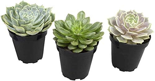 Echeveria Succulents Live Plants (3 Pack) by AltmanPlants
