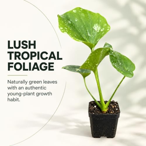 Philodendron Hope Live Plant - Easy Care Tropical Indoor Houseplant - Image 4