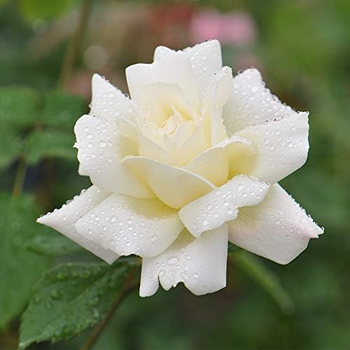 Heirloom Hardy Roses, Live Own Root Plant, April Moon by HeirloomRoses