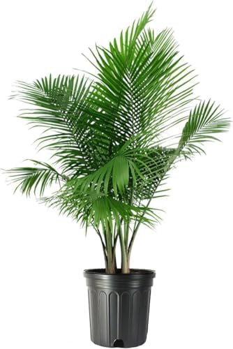 American Plant Exchange Majesty Palm – 10-Inch Pot – Live Tropical Houseplant with Arching Green Fronds, Easy Care Indoor or Patio Plant for Home, Office, Apartment & Landscape Décor by AmericanPlantExchange