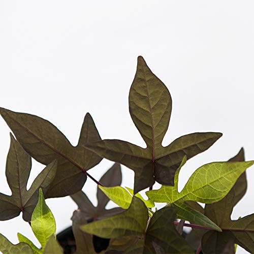American Plant Exchange Live Sweet Potato Vine 'Blackie' – 6-Inch Pot – Fast-Growing Trailing Plant with Deep Purple Foliage for Hanging Baskets, Containers, Patios & Landscape Borders - Image 2