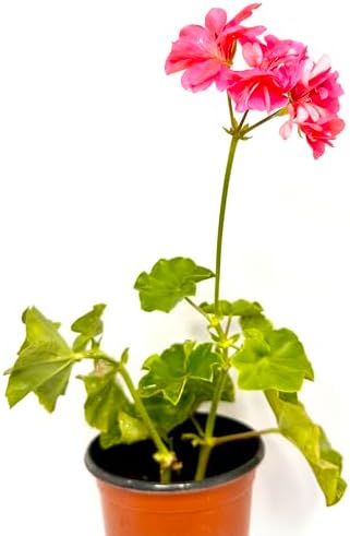 Set of 2 Live Ivy Geranium -Pelargonium Peltatum, Climbing Ivy Leaves with Pink Flowers, 2 Fully Rooted Plants 6-12" Long, Options of Single-Layer or Multi-Layer Petals (Multi-Layer Petal Pink) by Unknown