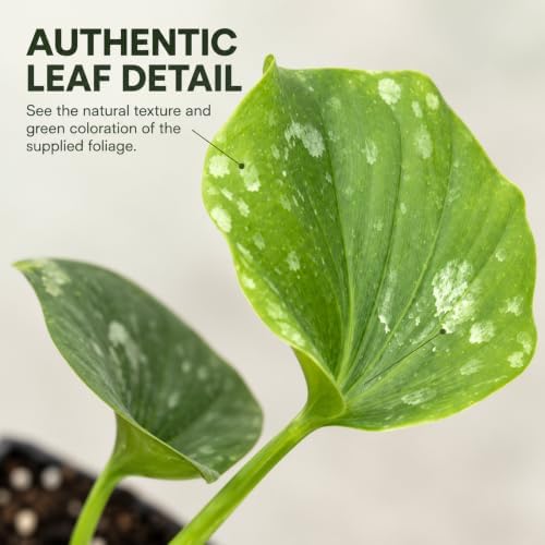 Philodendron Hope Live Plant - Easy Care Tropical Indoor Houseplant - Image 3