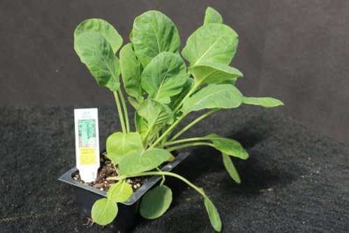 Brussels Sprout Jade Cross F1, 4 Live Plants, Extra-Early Maturing Vegetable - Image 3