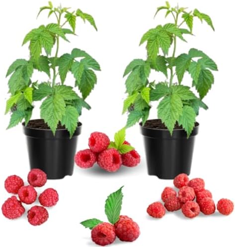 2 Caroline Red Raspberry Plants Live, Edible Berry Bush Plant, 5-10" Tall by AVERAR