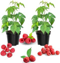 2 Caroline Red Raspberry Plants Live, Edible Berry Bush Plant, 5-10" Tall by AVERAR