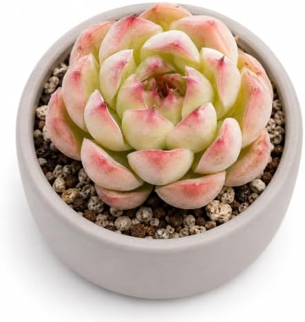 Echeveria 'Soul Fairy' Bare Root Succulent Live Plant for Home Collectors by THEONEBLOOM