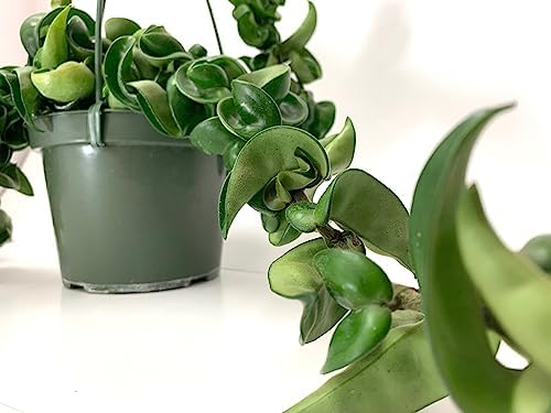 Hoya Compacta aka Hindu Rope Available in 2", 4", and 6" Pot Live Plant Air-Purifying (4" Pot with 2 Plants, Very Short Right Now) by PrimePlantsCalifornia