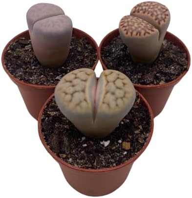 BubbleBlooms Lithops Assortment Living Stones Succulent 2 inch Set of 3 by BubbleBlooms