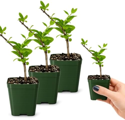 Honeysuckle Plant Live, White Fragrant Japanese Climbing, 2in Pot, 3-Pack - Image 3