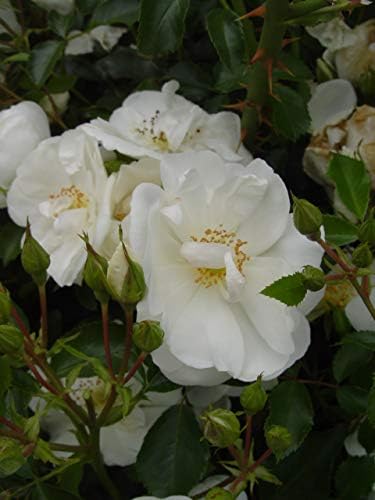 Flower Carpet Roses - Rosa White (Rose) Rose, double white flowers, #2 - Size Container - Image 4