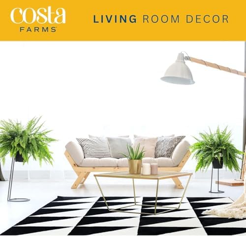 Costa Farms Boston Fern, Live Indoor Plant, Easy Care, Home Decor - Image 4