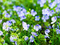 Greenwood Nursery: Live Ground-Cover Plants - 'Georgia Blue' Creeping Speedwell + Veronica Peduncularis - [Qty: 2X Pint Pots] - (Click for Other Available Plants/Quantities) by GreenwoodNursery