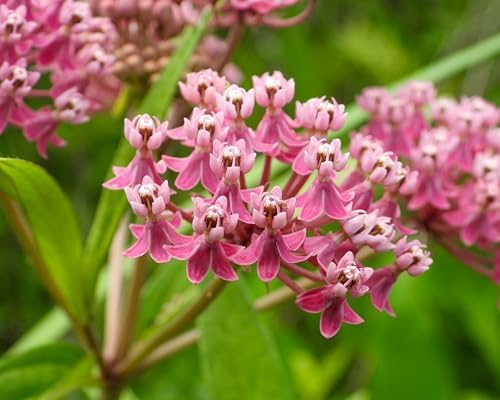 Swamp Milkweed Plug – Asclepias incarnata – Live Native Perennial – Monarch Host Plant – Pollinator Garden Starter Plant (3) by CZGrain