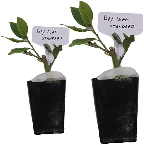 Daisy Ship Mediterranean Sweet Bay Laurel, Standard, Plant - 2 x 2-in Cups by DaisyShip