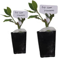 Daisy Ship Mediterranean Sweet Bay Laurel, Standard, Plant - 2 x 2-in Cups by DaisyShip