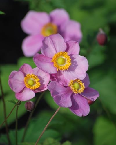 Perennial Farm Anemone Tomentosa 'Robustissima' – Live Windflower Perennial in #1 Container, Soft Pink Blooms, Vigorous & Hardy, Long Blooming, Deer Resistant, Ideal for Borders & Late Summer Color - Image 4