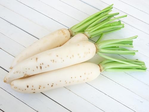 Japanese Daikon Radish Seeds for Planting - 100 Heirloom Non GMO Seeds - Full Planting Instructions to Plant & Grow a Home Vegetable Garden - Great Gardening Gift, 1 Packet - Image 5
