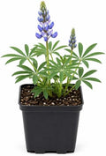 Wild Lupine Live Plant, 2-4" Tall in 3" Pot, Grow Robust, Easy to Care Vibrant Blue Flowers for Pollinator Gardens by GINGERGLOW