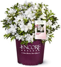 Perfect Plants Autumn Ivory Encore Azalea, 1 Gallon, Live Plant by PerfectPlantsNursery