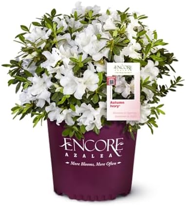 Perfect Plants Autumn Ivory Encore Azalea, 1 Gallon, Live Plant by PerfectPlantsNursery