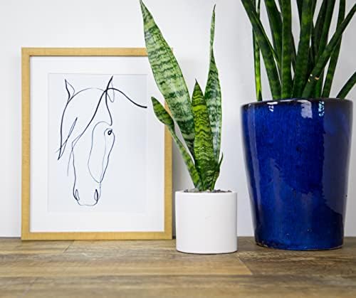 Sansevieria Zeylanica, Live Snake Plant Live Indoor Plants Live Houseplants, Live Plants Indoor Plants, Live Plants Indoor Low Light, Potted Plants, House Plants for Delivery Prime by Plants for Pets - Image 4