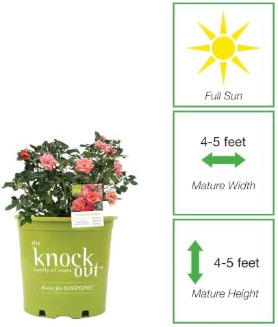 Perfect Plants Coral Knock Out Rose Bush, 1 Gallon, Live Plant - Image 2