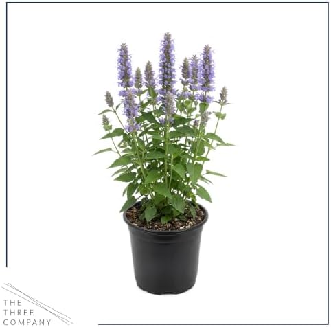 Hummingbird Mint (Agastache) - Blue Blooms (Blue Fortune), Live Pollinator-Friendly Flowering Perennial, 12" Tall by 5" Wide in 2 Qt Pot - Image 3