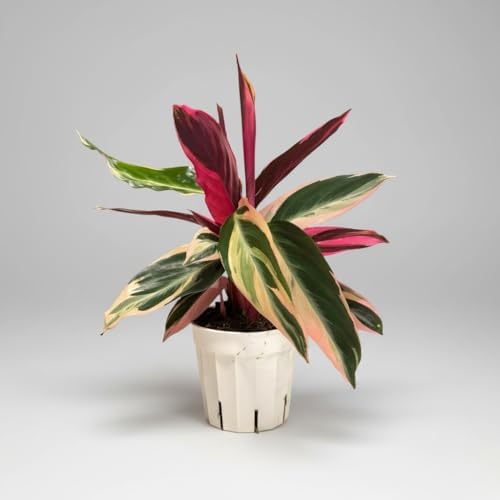 Live Plants, Stromanthe Triostar, Pet Friendly, Pet Safe, Air Purifying Plant, 14-16 inch Tall, houseplant, Live Indoor Plant, Easy to Care, Rare Plant, 4 inch Pot by Hopewind - Image 2