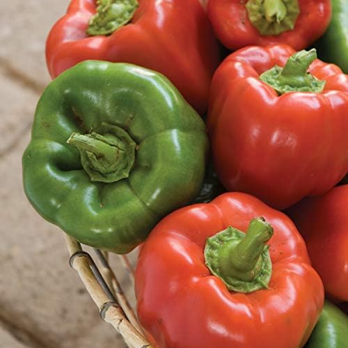 Burpee California Wonder (Organic) Sweet Pepper Seeds 300 seeds - Image 5