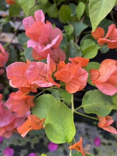 Orange 16" Bougainvillea - Image 4