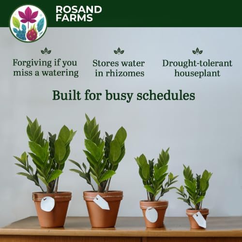 ZZ Plant, Zamioculcas Zamiifolia, Live Plants, 6-inch Pot - Image 3