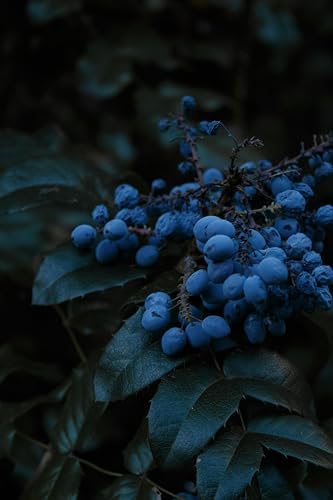 Jewel Blueberry Plants (2-Pack) - Live Berry Bush 5-8" - Container or Garden Growing - Large Sweet Berries - Hardy Zones 4-8 by Unknown