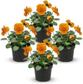 Pansy - Orange (4 Pack), Live Winter Flowering Annual, Beautiful Winter Color, 6" Tall by 4" Wide in 1 Pt Pot by TheThreeCompany