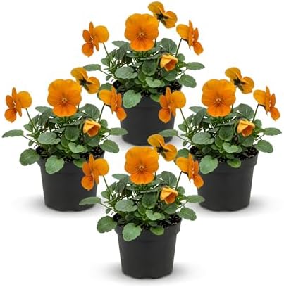 Pansy - Orange (4 Pack), Live Winter Flowering Annual, Beautiful Winter Color, 6" Tall by 4" Wide in 1 Pt Pot by TheThreeCompany