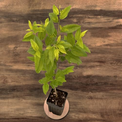 Jujube GA-866 Value Pack - 2 Plants - Edible Fruit Trees - Image 7