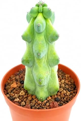 Live Boobie Cactus Plant 5~6 inches Tall (Myrtillocactus geometrizans ‘Fukurokuryuzinboku’) – Rare Collector Plant/Bare Root by Unknown