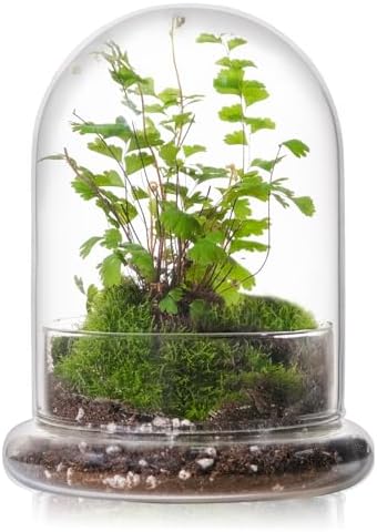 WHJY 6 inches Glass Cloche for Indoor Plants Small Terrarium Glass Cloche with Base Mini Cloche Dome with Base for Display Home Decor by WHJY