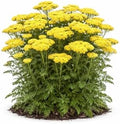 Votaniki Firefly Sunshine Yarrow Bare Root Perennial Bright Yellow Flowers Summer Blooming Drought Tolerant Upright Plant for Garden Borders Cut Flowers Outdoor Growing (Pack of 1) by Votaniki