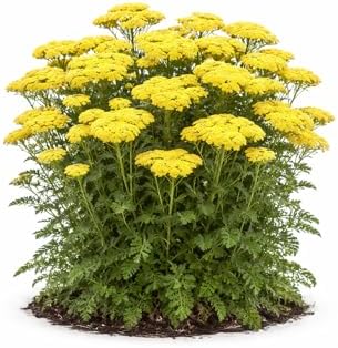 Votaniki Firefly Sunshine Yarrow Bare Root Perennial Bright Yellow Flowers Summer Blooming Drought Tolerant Upright Plant for Garden Borders Cut Flowers Outdoor Growing (Pack of 1) by Votaniki