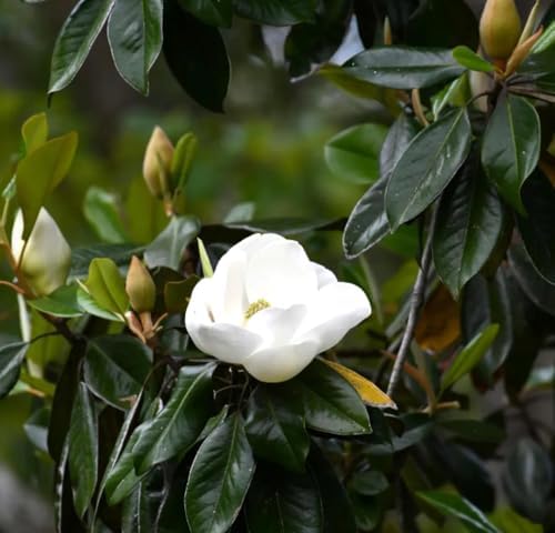 15PCS White Southern Magnolia Flower Seeds Ornamental Landscape Tree Seeds - Image 5