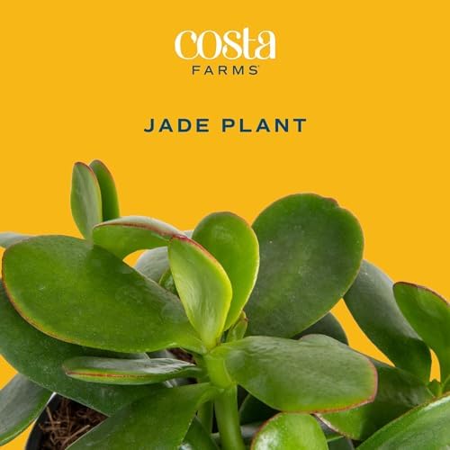 Costa Farms Succulent, Live Indoor Jade Plant, Easy Care, Home Decor - Image 3